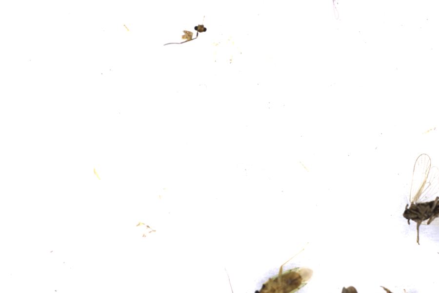 Image 110